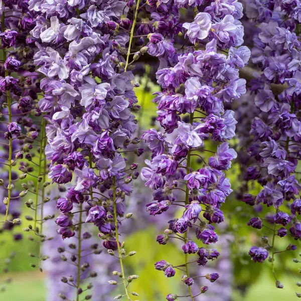Wisteria Violacea Plena- Double Japanese Wisteria Violacea Plena- Double Japanese