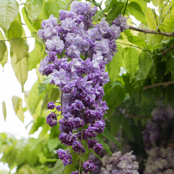 Wisteria Violacea Plena- Double Japanese Wisteria Violacea Plena- Double Japanese