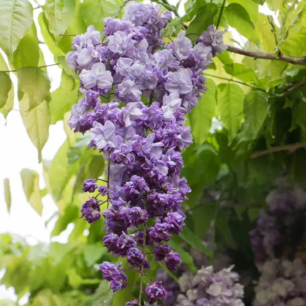 Wisteria Violacea Plena- Double Japanese Wisteria Violacea Plena- Double Japanese