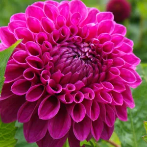 Dahlia Barbarry Bonafide Dahlia Barbarry Bonafide