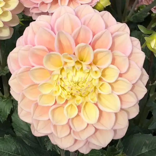 Dahlia Sugartown Sunrise Dahlia Sugartown Sunrise