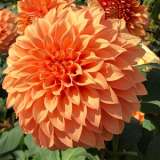 Dahlia Sunset Pkdahsun - Garden Express Australia