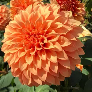 Dahlia Sunset Dahlia Sunset