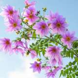 Tree Dahlia Single Pink Tree Dahlia Single Pink
