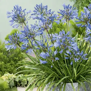 Agapanthus Dwarf Baby Blue Agapanthus Dwarf Baby Blue