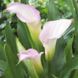 Calla Lily Crystal Blush Bulcalcbl - Garden Express Australia