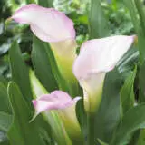 Calla Lily Crystal Blush Bulcalcbl - Garden Express Australia