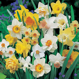 Daffodil Mixed – Pre-Order