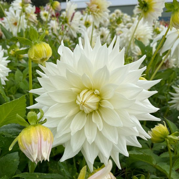 Dahlia Earl Dahlia Earl