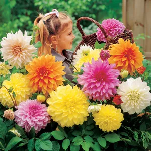 Dahlia Giant Dinnerplate Mixed