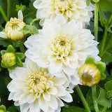 Dahlia Joy Burkitt Pkdahjbu - Garden Express Australia