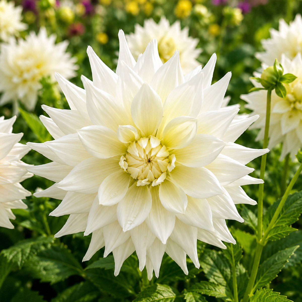 Dahlia Earl Dahlia Earl