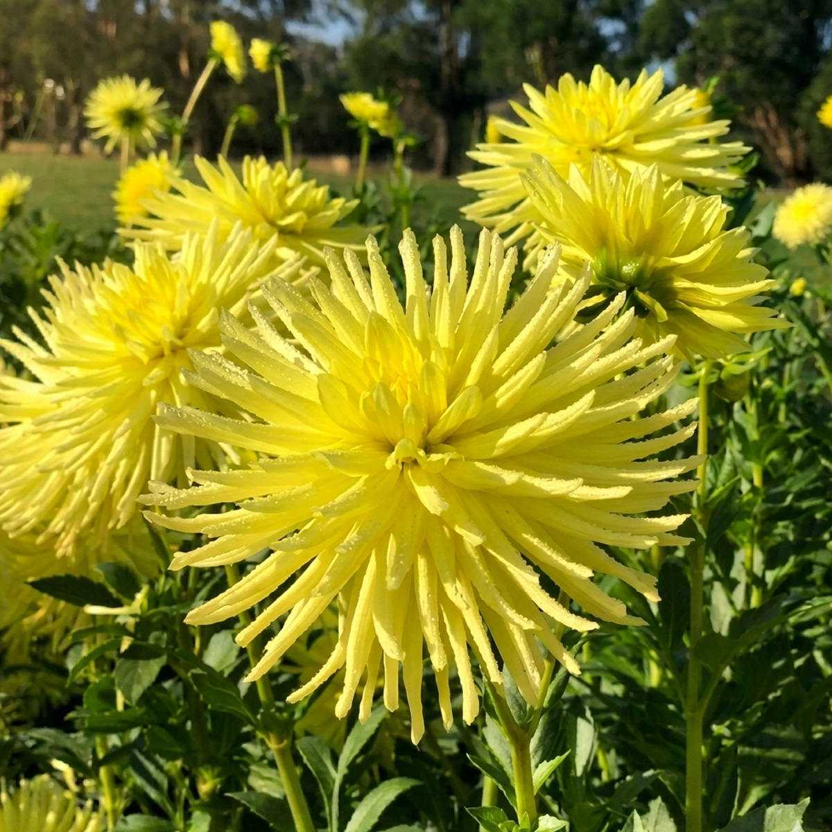 Dahlia Gay Bright Eyes Dahlia Gay Bright Eyes