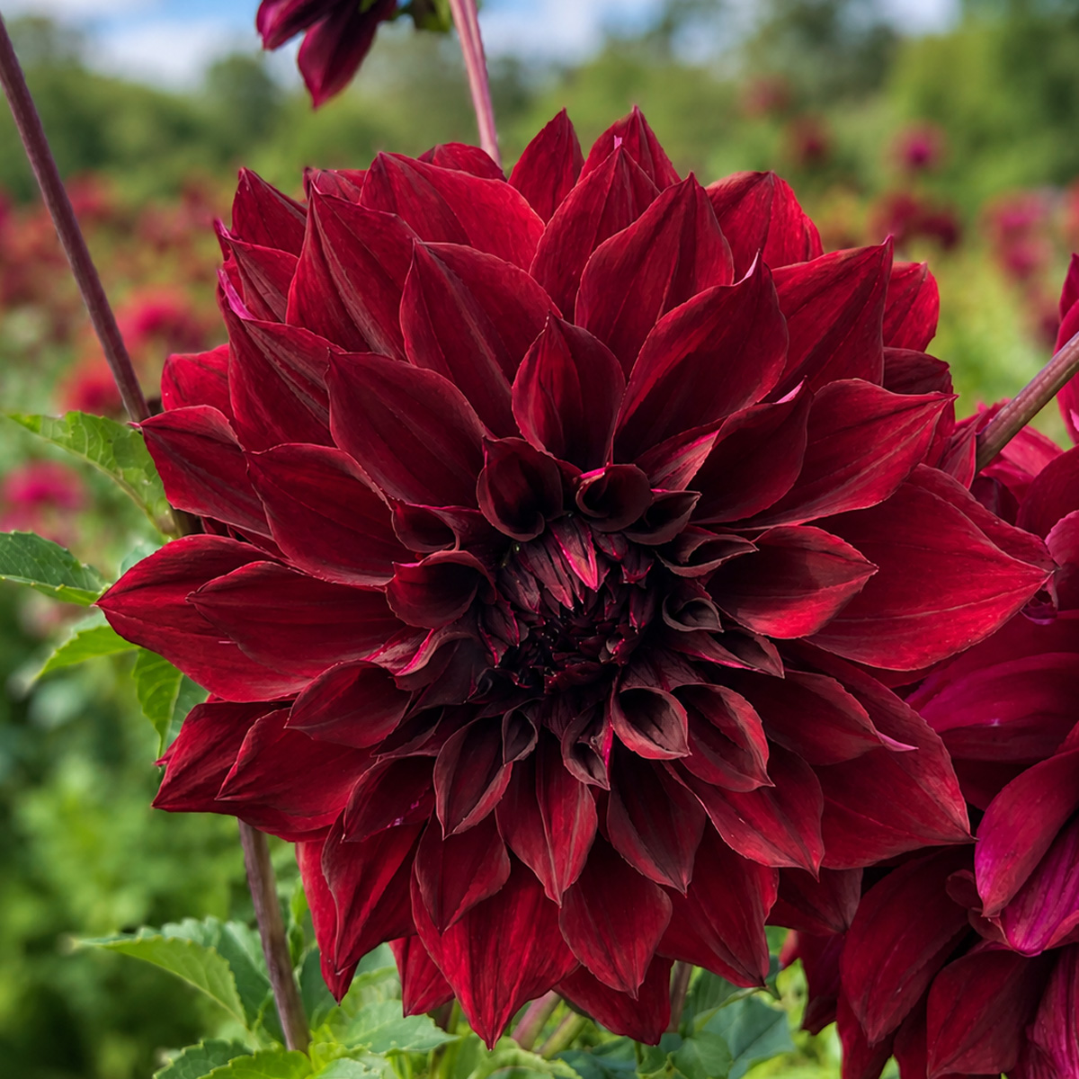 Dahlia Thelma Maude Dahlia Thelma Maude