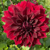 Dahlia Thelma Maude Dahlia Thelma Maude