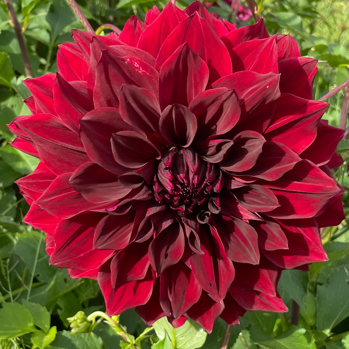 Dahlia Thelma Maude Dahlia Thelma Maude