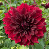 Dahlia Thelma Maude Dahlia Thelma Maude