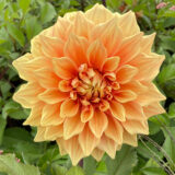 Dahlia Winkie Whopper 1 Pkdahwwh - Garden Express Australia