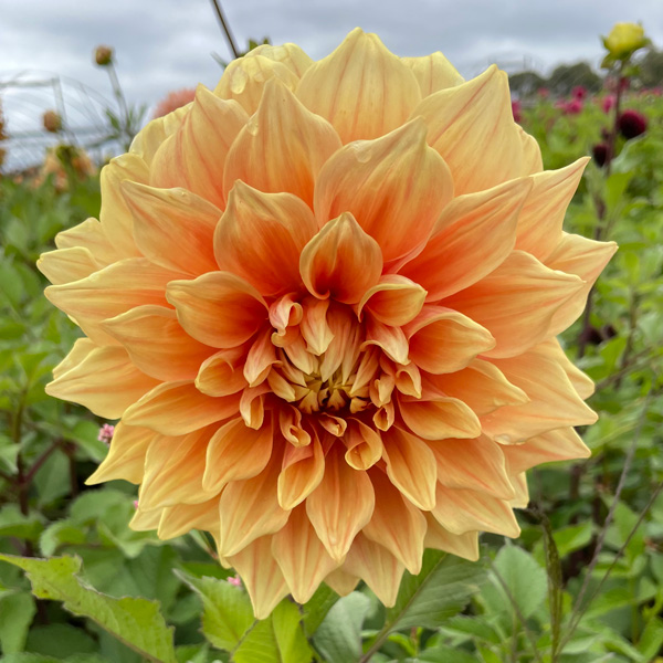 Dahlia Winkie Whopper Dahlia Winkie Whopper