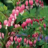 Dicentra Spectabilis Ppldicspe 17 - Garden Express Australia
