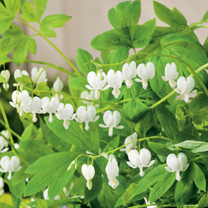 Dicentra Spectabilis Alba Dicentra Spectabilis Alba