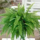 Emerald Queen Fern Lpoemeqfe 17 - Garden Express Australia