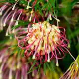 Grevillea Winpara Gold13 - Garden Express Australia