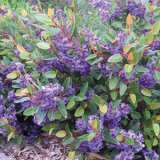 Hardenbergia Mini Ha Halpoharmhh 17 - Garden Express Australia