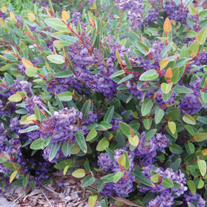 Hardenbergia Mini Ha Ha (Pbr) Hardenbergia Mini Ha Ha (Pbr)