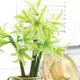 Hippeastrum Evergreen Pkhipeve - Garden Express Australia