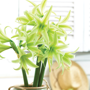 Hippeastrum Evergreen