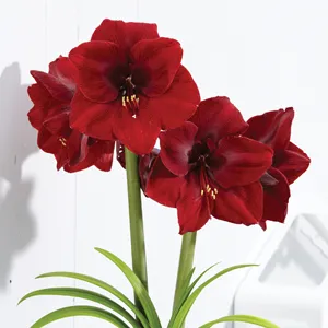 Hippeastrum Grand Diva Hippeastrum Grand Diva