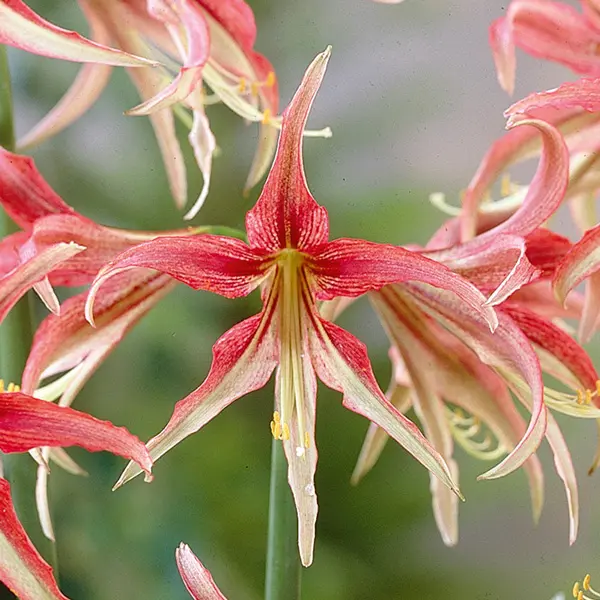 Hippeastrum La Paz Hippeastrum La Paz
