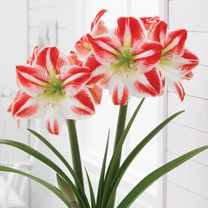Hippeastrum Spartacus Hippeastrum Spartacus