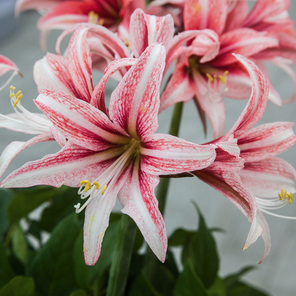 Hippeastrum Sweet Lillian Hippeastrum Sweet Lillian