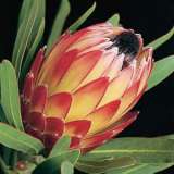 Protea Possum Magic - Garden Express Australia