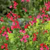 Salvia Margaret Arnold Lposalmar 17 - Garden Express Australia