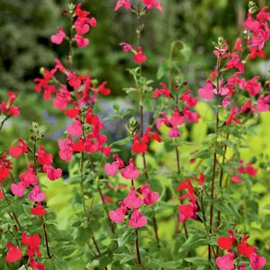 Salvia Margaret Arnold Salvia Margaret Arnold