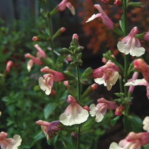 Salvia Pumpkin 50mm Salvia Pumpkin 50mm