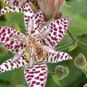 Tricyrtis Toad Lily Tricyrtis Toad Lily