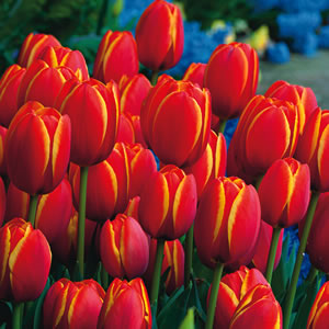 Tulip World Favourite Tulip World Favourite