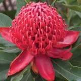 Telopea Shady Lady Crimson (pbr) Telopea Shady Lady Crimson (pbr)
