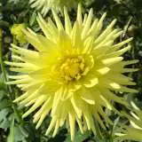 Dahlia Gay Bright Eyes Dahlia Gay Bright Eyes