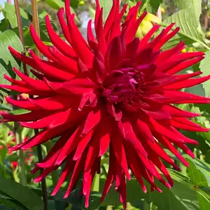 Dahlia Mrs Rees Dahlia Mrs Rees