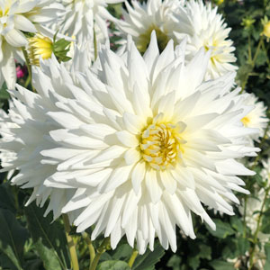 Dahlia My Love Dahlia My Love