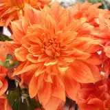 Delbard Dahlia Gange Pkdahgan - Garden Express Australia
