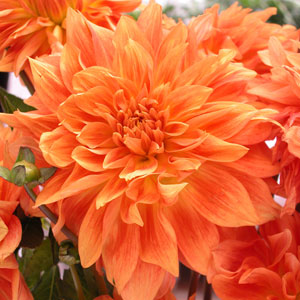 Delbard Dahlia Gange Delbard Dahlia Gange