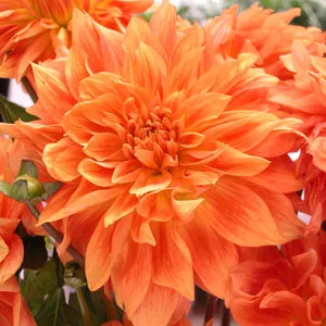 Delbard Dahlia Gange Delbard Dahlia Gange