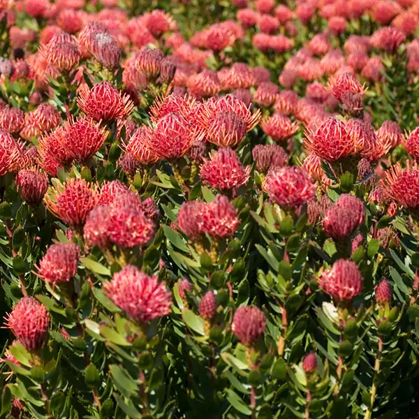 Leucospermum Carnival Red (pbr) Leucospermum Carnival Red (pbr)