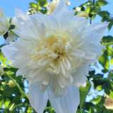 Tree Dahlia Double White Pktdadwh - Garden Express Australia